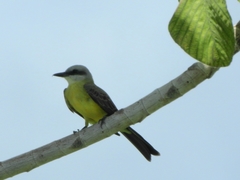 Tyrannus albogularis