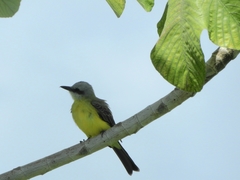 Tyrannus albogularis