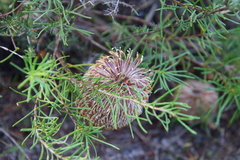 Banksia telmatiaea