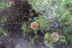 Banksia telmatiaea