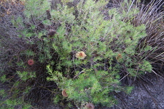 Banksia telmatiaea