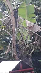 Callithrix geoffroyi