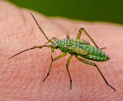 Oncotylus viridiflavus