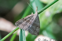 Phalaenostola metonalis