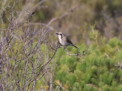Gliciphila melanops