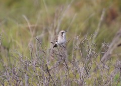Gliciphila melanops