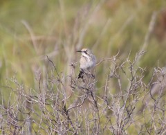 Gliciphila melanops