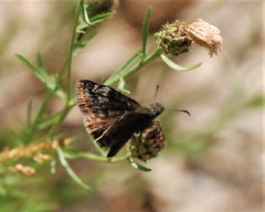 Erynnis lucilius