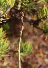 Drosera gigantea