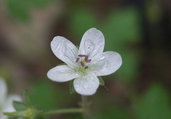 Geranium wislizeni