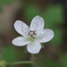 Huachuca Mountain Geranium - Photo (c) Steve Ganley, some rights reserved (CC BY-NC), uploaded by Steve Ganley