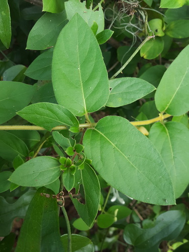 Caprifoliaceae image