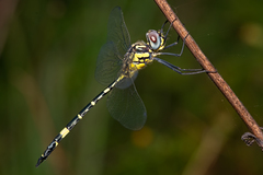 Hemicordulia superba