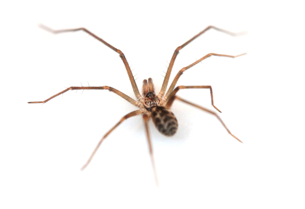 Crevice Weavers (Spiders of Blanco, Texas) · iNaturalist