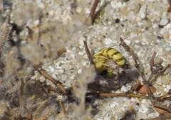 Pterocheilus pimorum