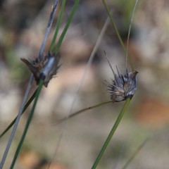 Mesomelaena tetragona