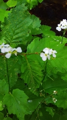 Cardamine cordifolia
