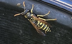 Polistes dominula