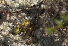 Pterocheilus pimorum