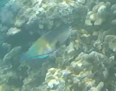 Chlorurus japanensis