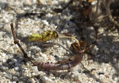 Pterocheilus pimorum