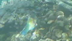 Chlorurus japanensis