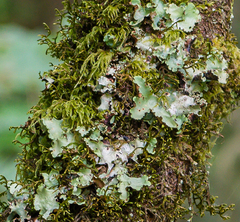 Cetrelia cetrarioides