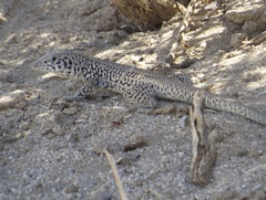 Aspidoscelis tigris tigris