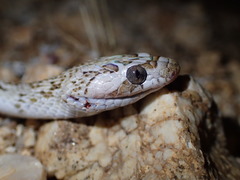 Trimorphodon lyrophanes