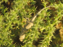 Urosaurus graciosus