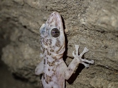 Phyllodactylus nocticolus