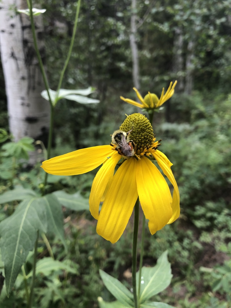 cutleaf coneflower from Golden Gate Canyon State Park, Golden, CO, US ...