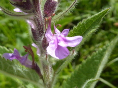 Teucrium canadense occidentale