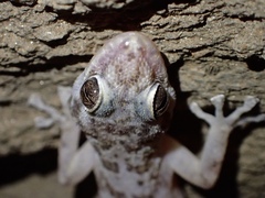 Phyllodactylus nocticolus