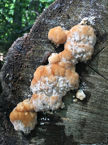 green cheese polypore