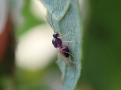 Synergini