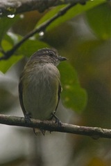 Phyllomyias griseocapilla