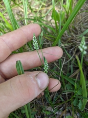 Polygala verticillata