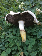 Agaricus californicus image