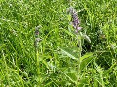 Teucrium canadense occidentale