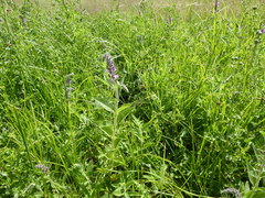Teucrium canadense occidentale