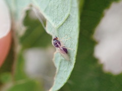 Synergini