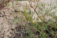 Astragalus racemosus
