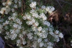 Hakea lissocarpha