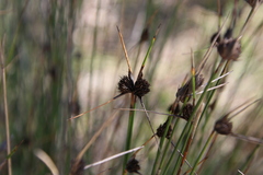 Mesomelaena pseudostygia