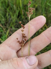 Juncus biflorus