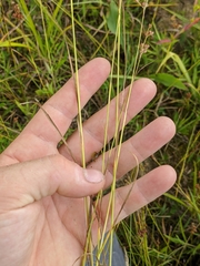 Juncus biflorus
