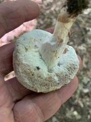 Boletus atkinsonii