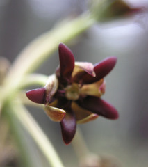 Asclepias hypoleuca