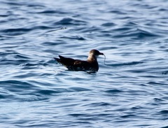 Stercorarius parasiticus